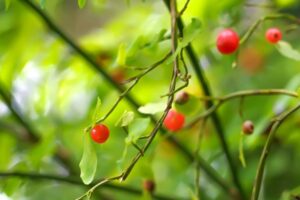 Alaskan Brand Huckleberry and Rhubarb Jam