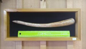 Walrus Oosik (Penis Bone)
