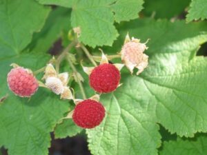 Alaskan Brand Thimbleberry Rhubarb Jam
